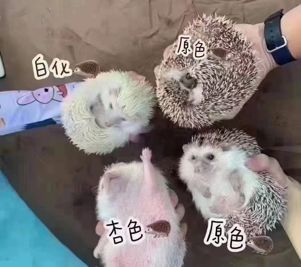 非迷小刺猬